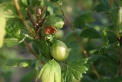 Groene Kruisbes Op Stam (Ribes Uva-crispa 'Hinnonmaki Grön') -Planten Verkoopwinkel ribes uva crispa hinnonmaki gr n lage res