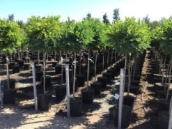 Bolacacia Op Stam (Robinia Pseudoacacia 'Umbraculifera') -Planten Verkoopwinkel robinia ps umbraculifera halfstam