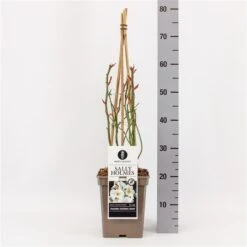 Roos (Rosa 'Sally Holmes') -Planten Verkoopwinkel rosasallyholmes01