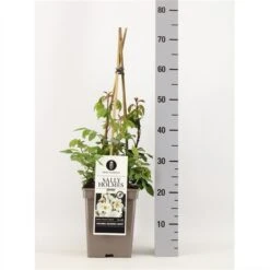 Roos (Rosa 'Sally Holmes') -Planten Verkoopwinkel rosasallyholmes02