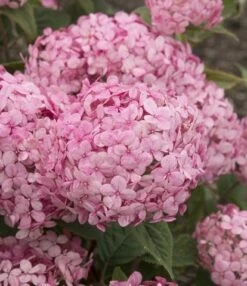 Hortensia (Hydrangea 'Ruby Annabelle') -Planten Verkoopwinkel ruby annabelle 7