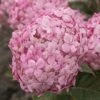 Hortensia (Hydrangea 'Ruby Annabelle') -Planten Verkoopwinkel ruby annabelle 8