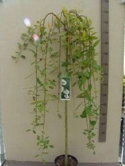 Treurwilg Op Stam (Salix Caprea 'Kilmarnock') -Planten Verkoopwinkel salix c. kilmarnock 120st c5