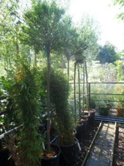 Wilg Op Stam (Salix Integra 'Hakuro-nishiki') -Planten Verkoopwinkel salix integra hakuro nishiki 180stam c50 12 14