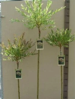Wilg Op Stam (Salix Integra 'Hakuro-nishiki') -Planten Verkoopwinkel salix nishiki stam 80 100 120