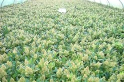 Skimmia (Skimmia Confusa 'Kew Green') -Planten Verkoopwinkel skimmia kew green c3 2