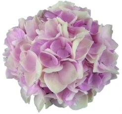 Hortensia Soft Pink Salsa (Hydrangea 'Music Collection') -Planten Verkoopwinkel soft pink salsa