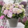Hortensia Soft Pink Salsa (Hydrangea 'Music Collection') 2 Hortensia Soft Pink Salsa (Hydrangea 'Music Collection') -Planten Verkoopwinkel soft pink salsa 2