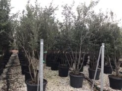 Steeneik Meerstammig (Quercus Ilex) -Planten Verkoopwinkel steeneikmeerstam02