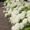Hortensia (Hydrangea 'Strong Annabelle') -Planten Verkoopwinkel strong annabelle 10
