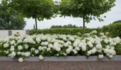 Hortensia (Hydrangea 'Strong Annabelle') -Planten Verkoopwinkel strong annabelle 11