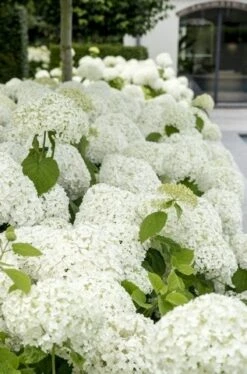 Hortensia (Hydrangea 'Strong Annabelle') -Planten Verkoopwinkel strong annabelle 9
