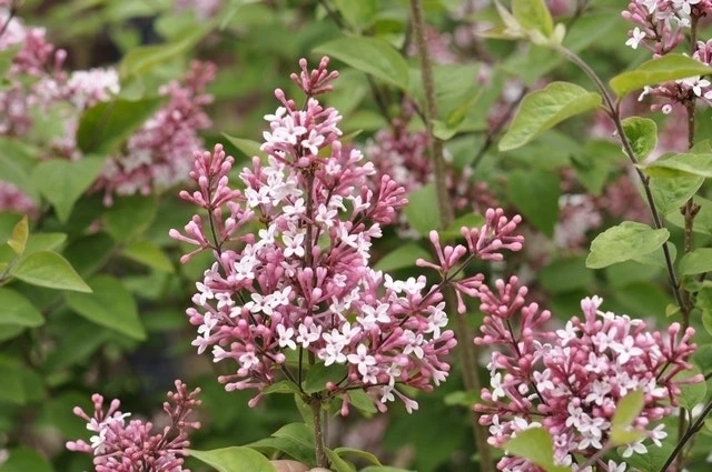 Sering (Syringa Microphylla 'Superba') 6 Sering (Syringa Microphylla 'Superba') - Afbeelding 4