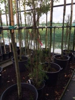 Tamarisk (Tamarix Ramosissima) -Planten Verkoopwinkel tamarisk 3