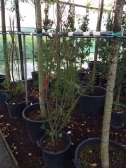 Tamarisk (Tamarix Ramosissima) -Planten Verkoopwinkel tamarisk 4