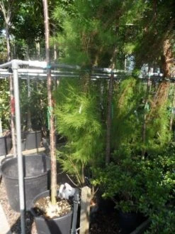 Tamarisk (Tamarix Ramosissima) -Planten Verkoopwinkel tamarix ramosissima 150 175 c20