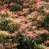Rotsheide (Pieris Japonica) -Planten Verkoopwinkel vaem01522