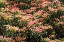 Rotsheide (Pieris Japonica)