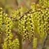 Staartaar (Stachyurus Praecox) -Planten Verkoopwinkel vaem05718