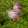 Perzische Slaapboom Als Halfstam (Albizia Julibrissin) -Planten Verkoopwinkel vaem09331 1
