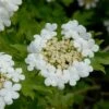 Gelderse Roos (Viburnum Opulus) -Planten Verkoopwinkel vami00068