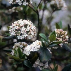 Sneeuwbal (Viburnum Burkwoodii) -Planten Verkoopwinkel viburkwo 14