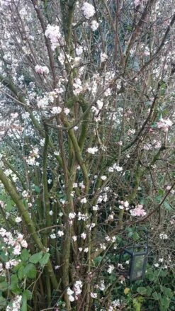 Sneeuwbal (Viburnum Bodnantense 'Charles Lamont') -Planten Verkoopwinkel viburnum bodn. charles lamont 1