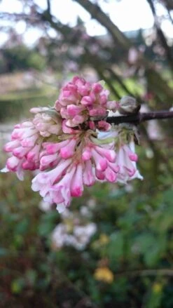Sneeuwbal (Viburnum Bodnantense 'Charles Lamont') -Planten Verkoopwinkel viburnum bodn. charles lamont 3