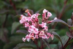 Sneeuwbal (Viburnum Bodnantense 'Dawn') -Planten Verkoopwinkel viburnum bodnantense dawn 6