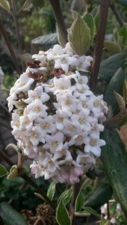 Sneeuwbal (Viburnum Burkwoodii) -Planten Verkoopwinkel viburnum burkwoodii2