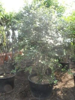 Sneeuwbal (Viburnum Burkwoodii) -Planten Verkoopwinkel viburnum burkwoodii 200 250 300 c240