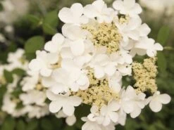 Japanse Sneeuwbal (Viburnum Plicatum 'Kilimandjaro Sunrise') 10 Japanse Sneeuwbal (Viburnum Plicatum 'Kilimandjaro Sunrise') -Planten Verkoopwinkel viburnum kil. sunrise 2 1 1