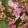 Japanse Sneeuwbal (Viburnum Plicatum 'Kilimandjaro Sunrise') -Planten Verkoopwinkel viburnum kil. sunrise 3 1 1