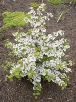 Japanse Sneeuwbal (Viburnum Plicatum 'Kilimandjaro Sunrise') -Planten Verkoopwinkel viburnum kil. sunrise 4 1