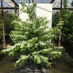 Japanse Sneeuwbal (Viburnum Plicatum 'Kilimandjaro Sunrise') 12 Japanse Sneeuwbal (Viburnum Plicatum 'Kilimandjaro Sunrise') -Planten Verkoopwinkel viburnum plic. kilimandjaro 150 175 c50 1