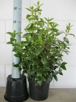 Sneeuwbal (Viburnum Tinus 'Spirit') -Planten Verkoopwinkel viburnum tinus 40 50 c3 april 2 2