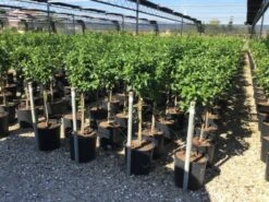 Sneeuwbal Op Stam (Viburnum Tinus 'Eve Price') -Planten Verkoopwinkel viburnum tinus eve price 50cm stem