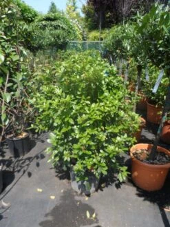 Groenblijvende Sneeuwbal (Viburnum Tinus 'Eve Price') -Planten Verkoopwinkel viburnum tinus eve price 80 100 c20