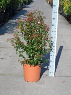 Groenblijvende Sneeuwbal (Viburnum Tinus 'Eve Price') -Planten Verkoopwinkel viburnum tinus eve price 80 100 c20