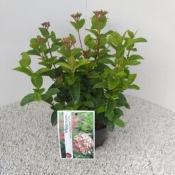 Sneeuwbal (Viburnum Tinus 'Lisa Rose') -Planten Verkoopwinkel viburnum tinus lisarose pbr 1