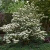 Japanse Sneeuwbal (Viburnum Plicatum 'Tomentosum') -Planten Verkoopwinkel viburnumplictomentosumvi01