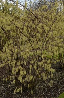 Staartaar (Stachyurus Praecox) -Planten Verkoopwinkel vima04862 1