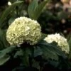 Sneeuwbal (Viburnum Opulus 'Roseum') -Planten Verkoopwinkel vioroseu 9