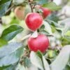 Lei-Appel Malus Domestica 'Katja' -Planten Verkoopwinkel visi153078 1
