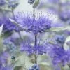 Caryopteris (Caryopteris X Clandonensis 'Sterling Silver') -Planten Verkoopwinkel visi154293