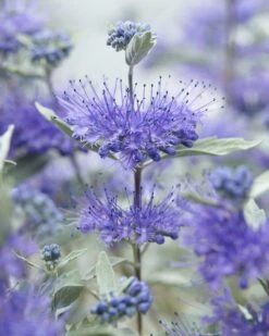 Caryopteris (Caryopteris X Clandonensis 'Sterling Silver')