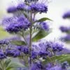 Caryopteris (Caryopteris Clandonensis 'Grand Blue') -Planten Verkoopwinkel visi154299