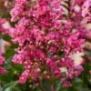 Lagerstroemia Als Halfstam (Lagerstroemia Indica 'Berry Dazzle') -Planten Verkoopwinkel visi186296