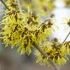 Toverhazelaar (Hamamelis Intermedia 'Westerstede') -Planten Verkoopwinkel visi64683