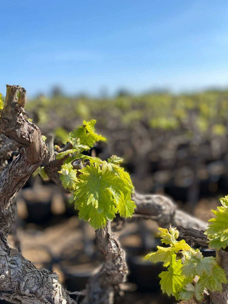 Druif, Op Stam (Vitis Vinifera) 4 Druif, Op Stam (Vitis Vinifera) - Afbeelding 2